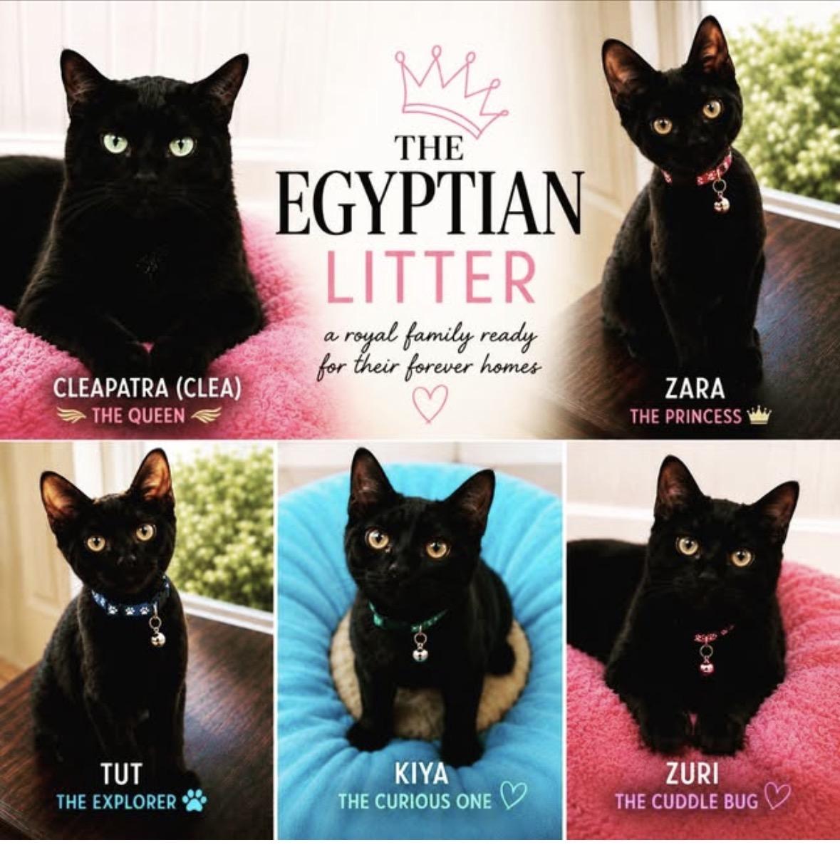 Kiya, an adopted Domestic Short Hair in Bronx, NY image 3/6