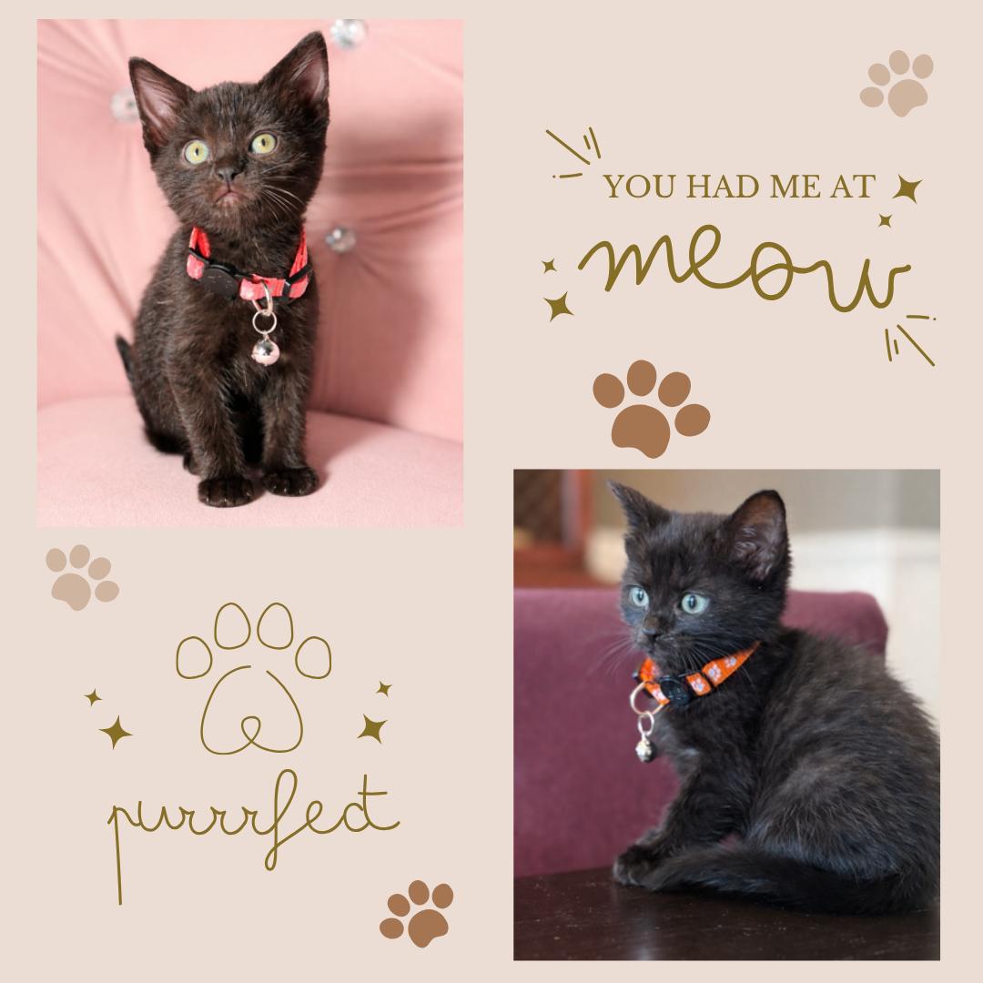 Kiya, adopted, Kitten Female Domestic Short Hair.