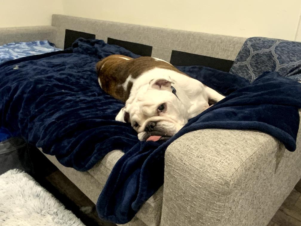 Romeo-San Diego, CA, an adopted English Bulldog in San Diego, CA image 2/2
