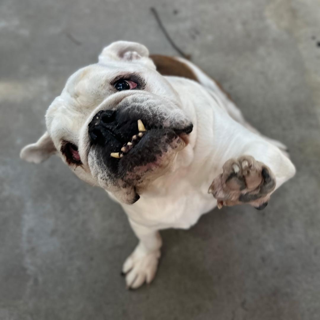 Romeo-San Diego, CA, adoptable, Senior Male English Bulldog.