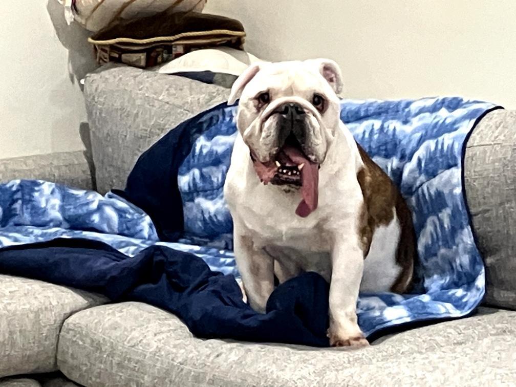 Romeo-San Diego, CA, adopted, Senior Male English Bulldog.