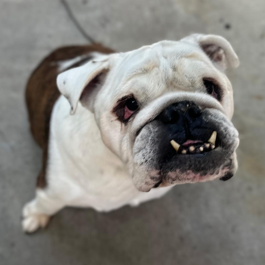 Enlarge Romeo-San Diego, CA, an adoptable English Bulldog in San Diego, CA image 2/4