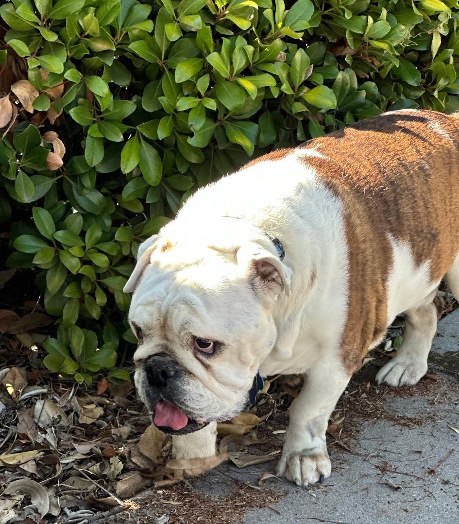 Enlarge Romeo-San Diego, CA, an adoptable English Bulldog in San Diego, CA image 5/6
