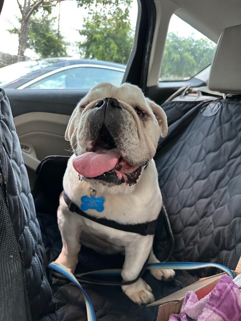 Enlarge Romeo-San Diego, CA, an adoptable English Bulldog in San Diego, CA image 4/6