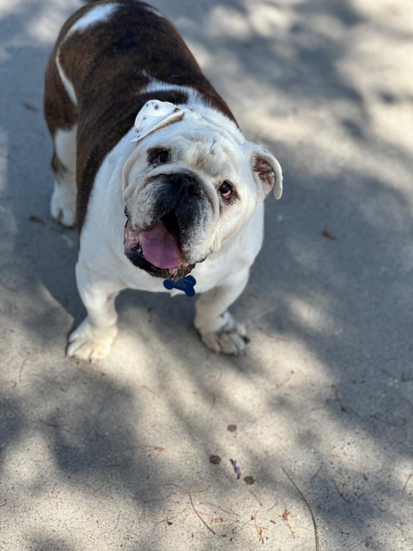 Enlarge Romeo-San Diego, CA, an adoptable English Bulldog in San Diego, CA image 6/6