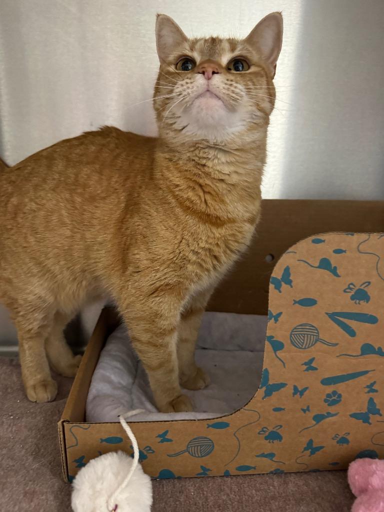 Florence, Adoptable, Young Female Domestic Short Hair.