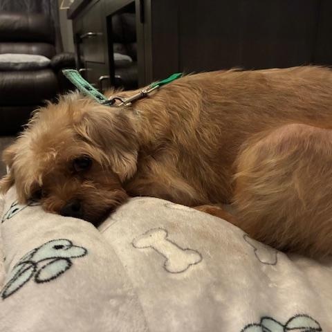 Mugsy, a Adoptable mixed breed in Bradenton, FL image 5/7