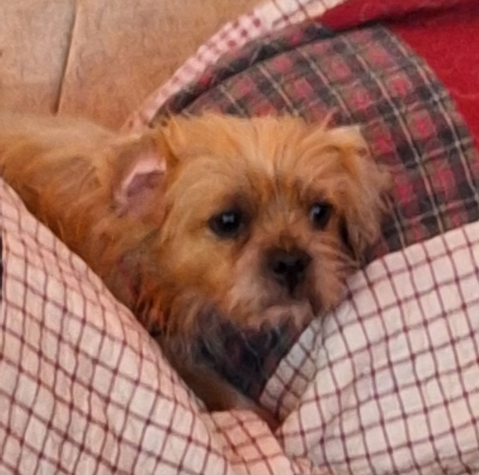 Mugsy, Adoptable, Young Male Terrier.