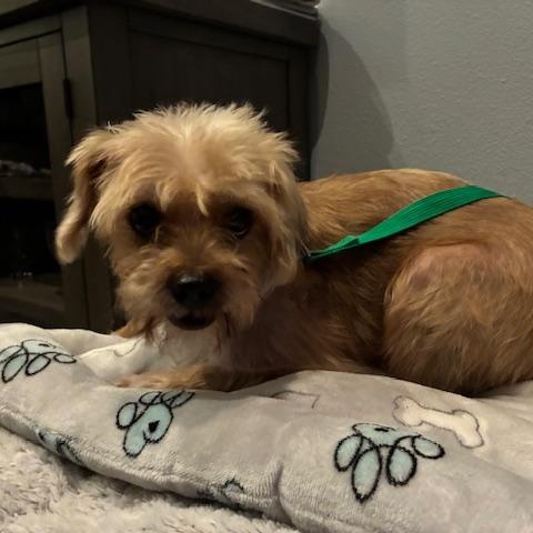 Mugsy, a Adoptable mixed breed in Bradenton, FL image 3/7