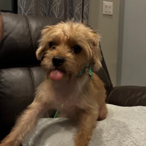 Mugsy, a Adoptable mixed breed in Bradenton, FL image 2/7