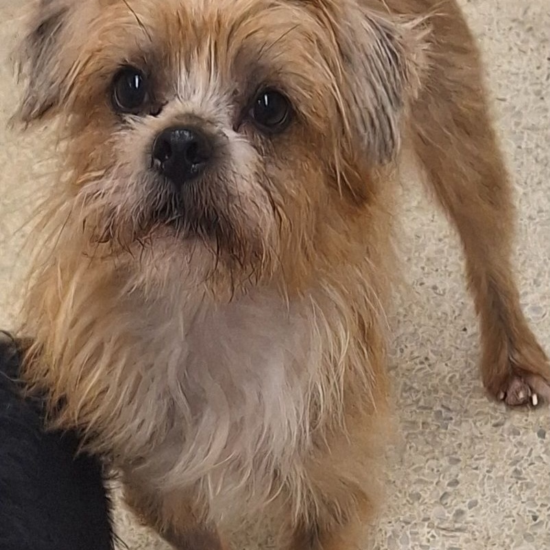 Enlarge Mugsy, a Adoptable mixed breed in Bradenton, FL image 7/7