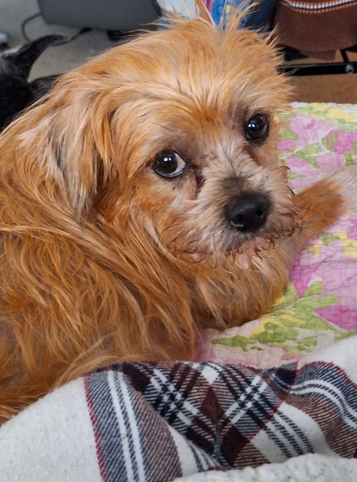 Mugsy, a Adoptable mixed breed in Bradenton, FL image 6/7