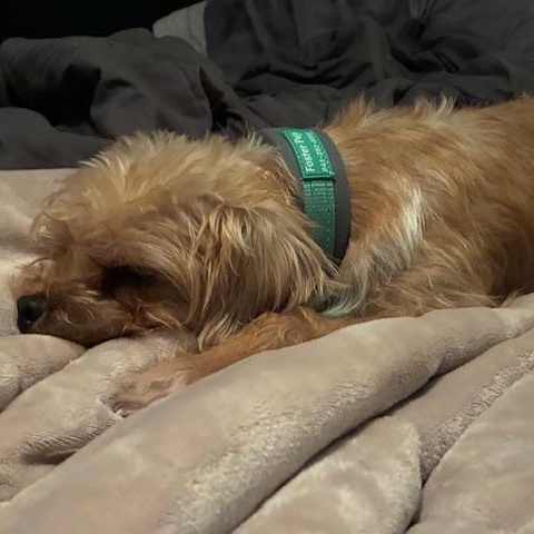 Mugsy, a Adoptable mixed breed in Bradenton, FL image 4/7