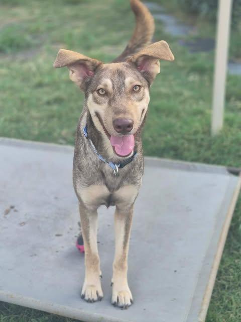 Enlarge Enzo, a Adoptable mixed breed in Brattleboro, VT image 2/6