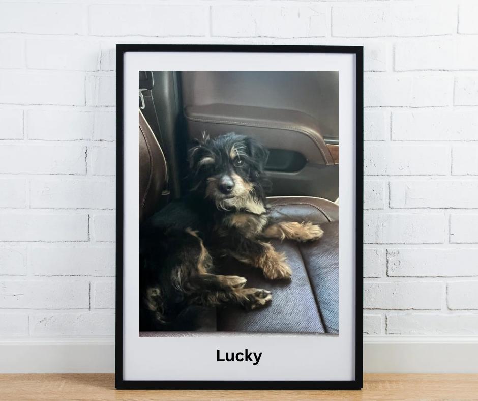 Lucky, Adult Male unknown