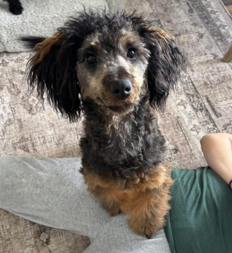 Remy, Adoptable, Adult Male Miniature Poodle.