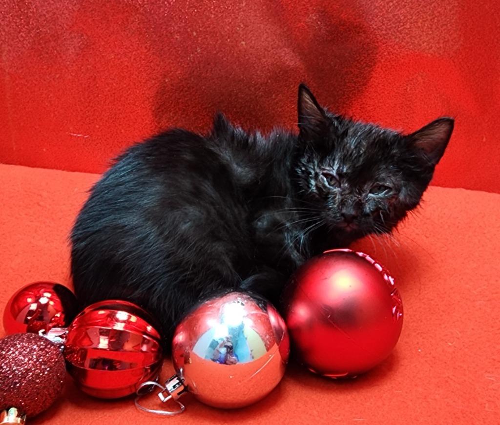 Marshmallow thumbnail 2