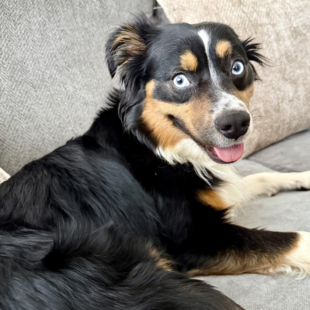 Enlarge Elysia, a Adoptable Australian Shepherd in Staten Island, NY image 1/5