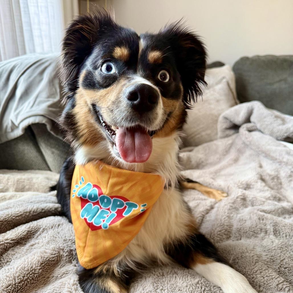 Enlarge Elysia, a Adoptable Australian Shepherd in Staten Island, NY image 2/5