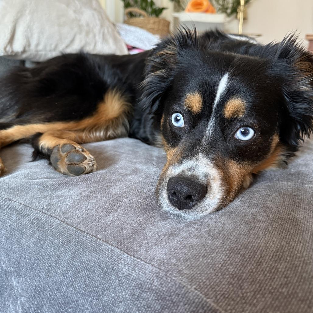 Enlarge Elysia, a Adoptable Australian Shepherd in Staten Island, NY image 3/5