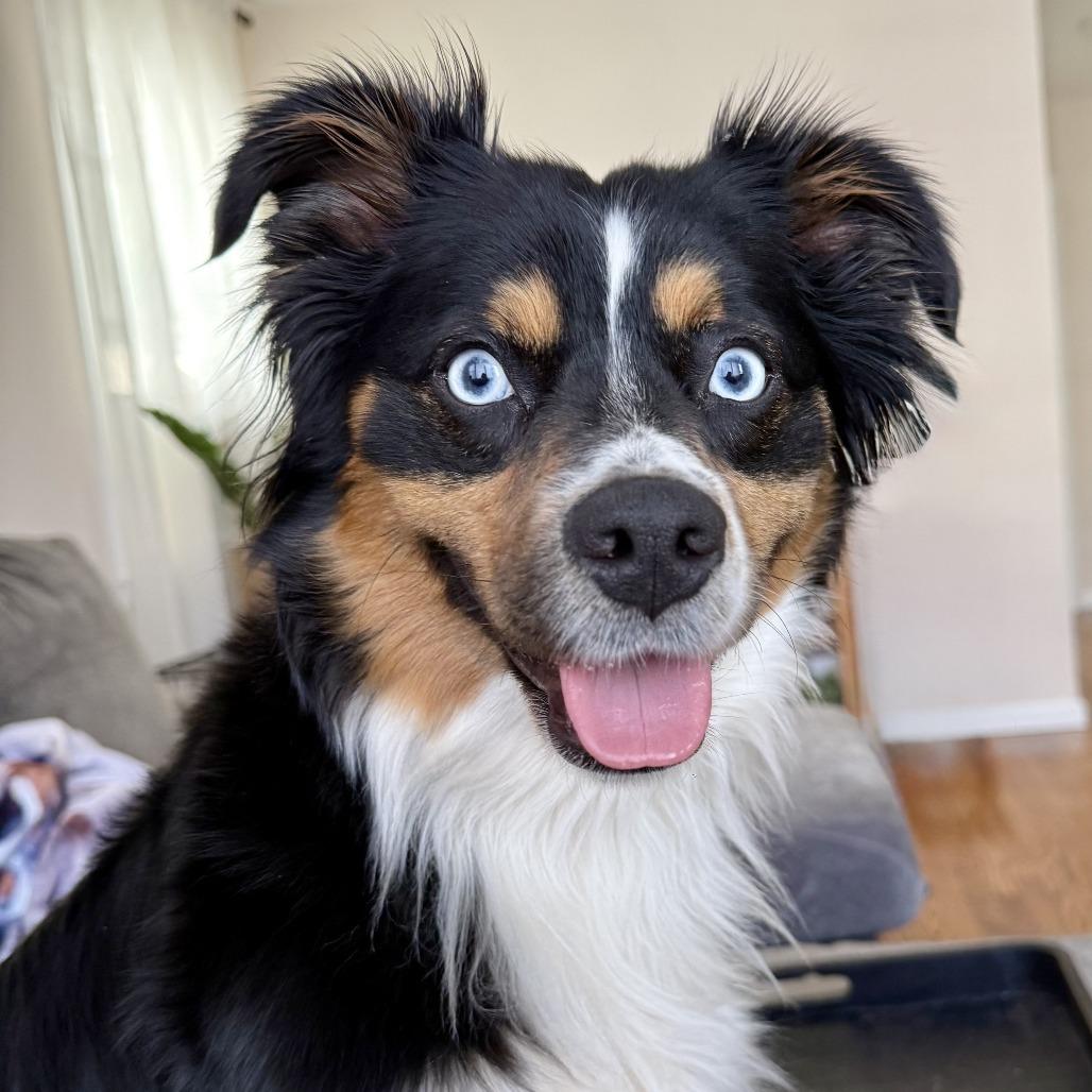 Enlarge Elysia, a Adoptable Australian Shepherd in Staten Island, NY image 4/5