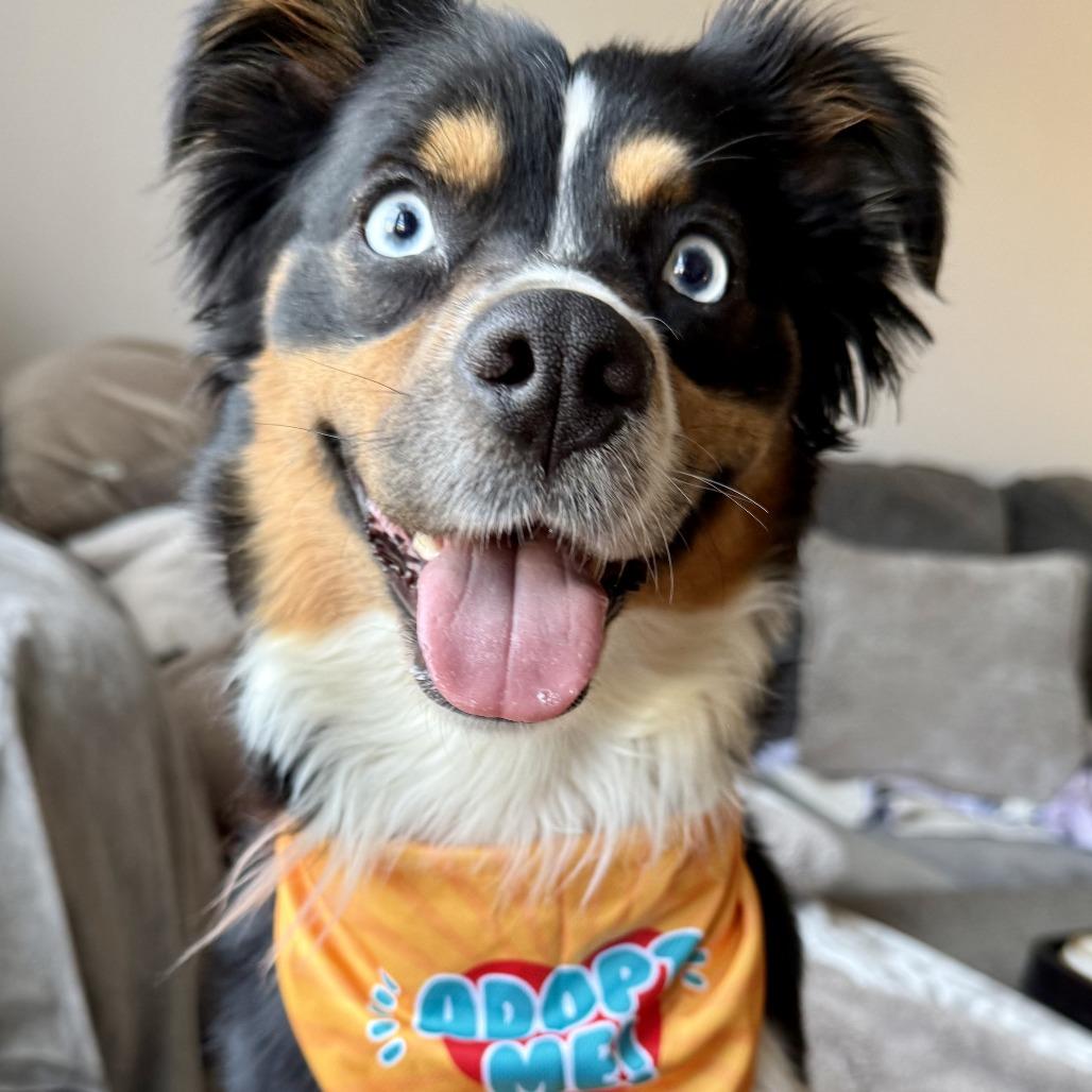 Enlarge Elysia, a Adoptable Australian Shepherd in Staten Island, NY image 5/5