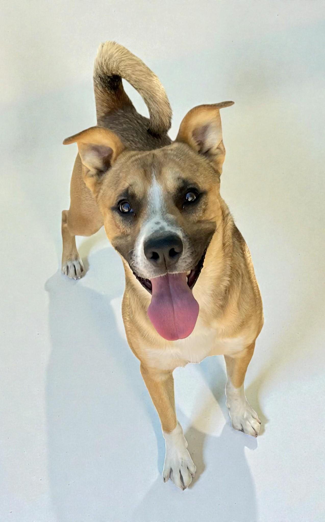 Riley , a ADOPTABLE mixed breed in Bozeman, MT image 5/6