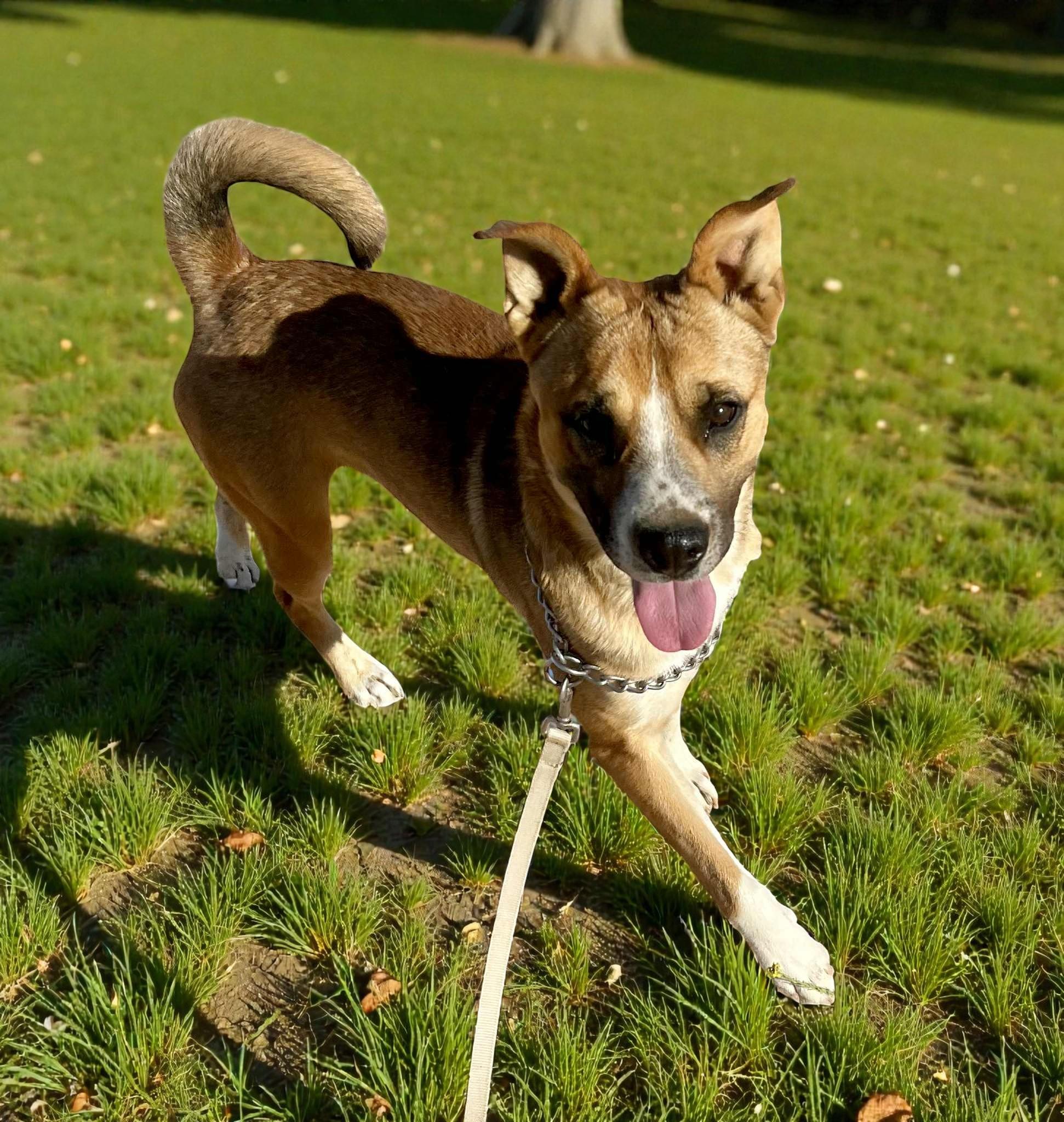 Riley , ADOPTABLE, Adult Male Boxer & Shepherd.