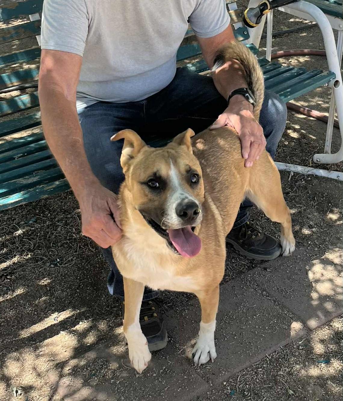 Riley , a ADOPTABLE mixed breed in Bozeman, MT image 3/6