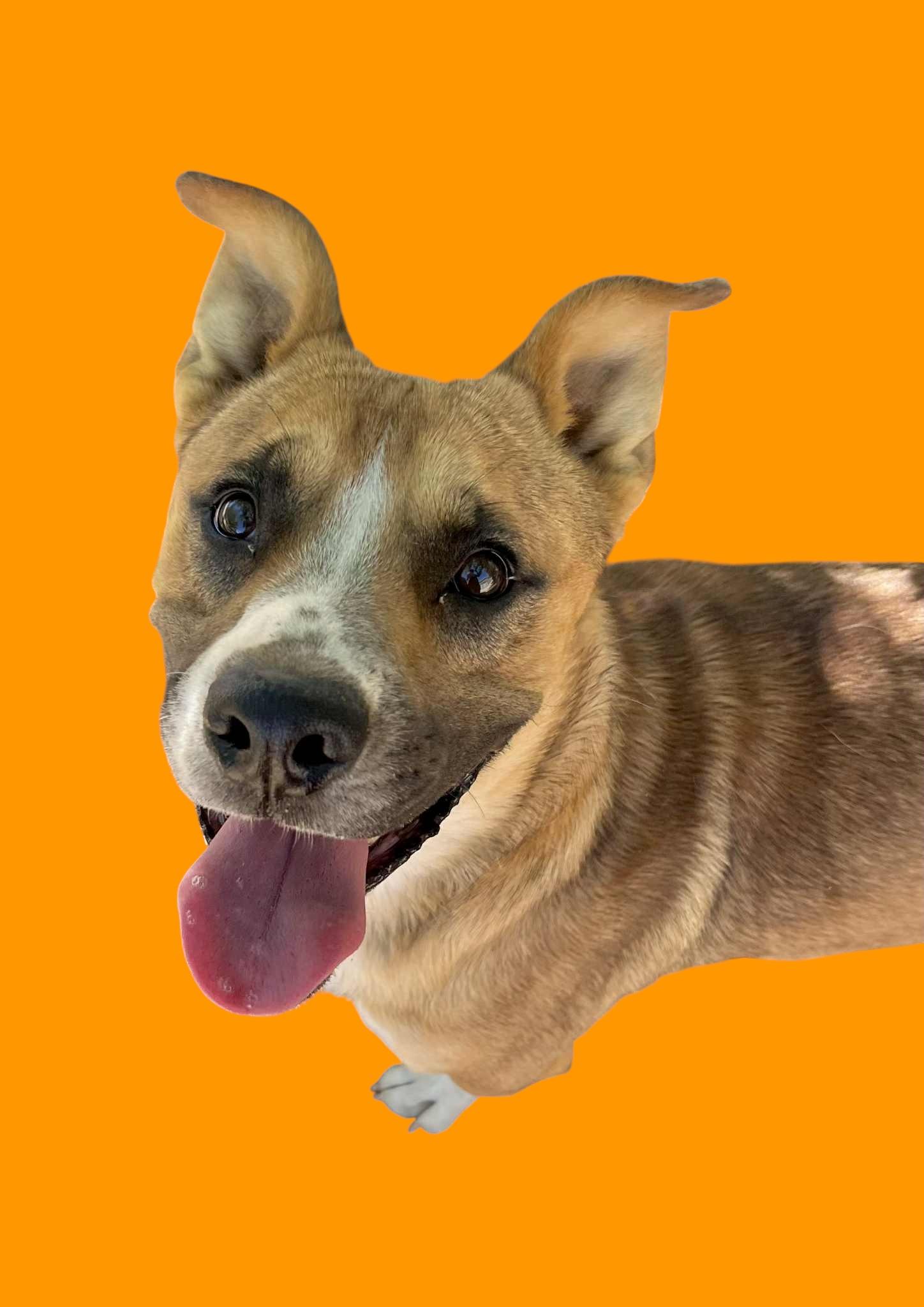 Riley , a ADOPTABLE mixed breed in Bozeman, MT image 6/6