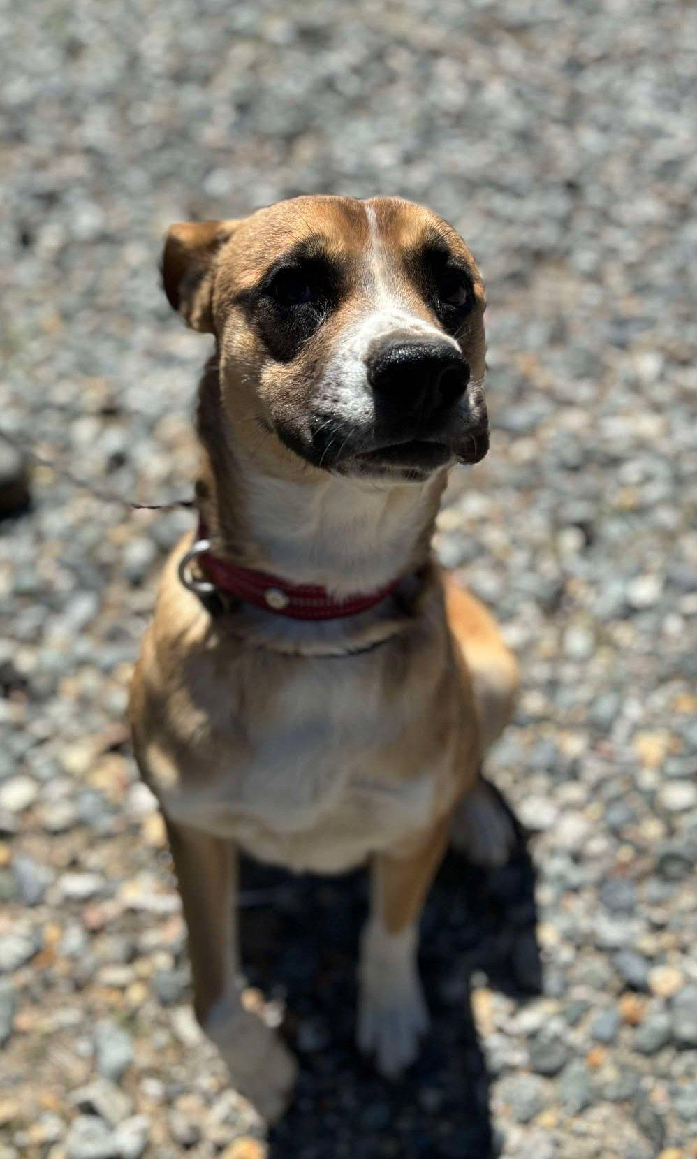 Riley , a ADOPTABLE mixed breed in Bozeman, MT image 2/6