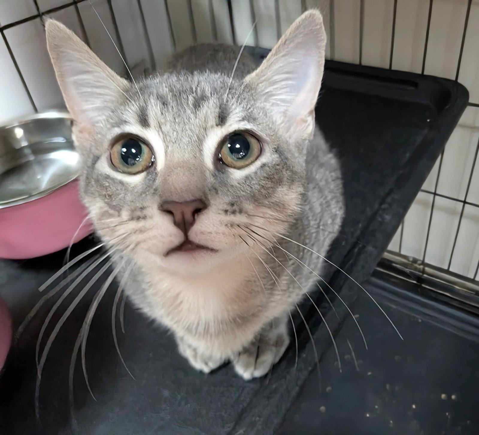 Enlarge Neptune, a Adoptable Domestic Short Hair in Lake Saint Louis, MO image 1/1