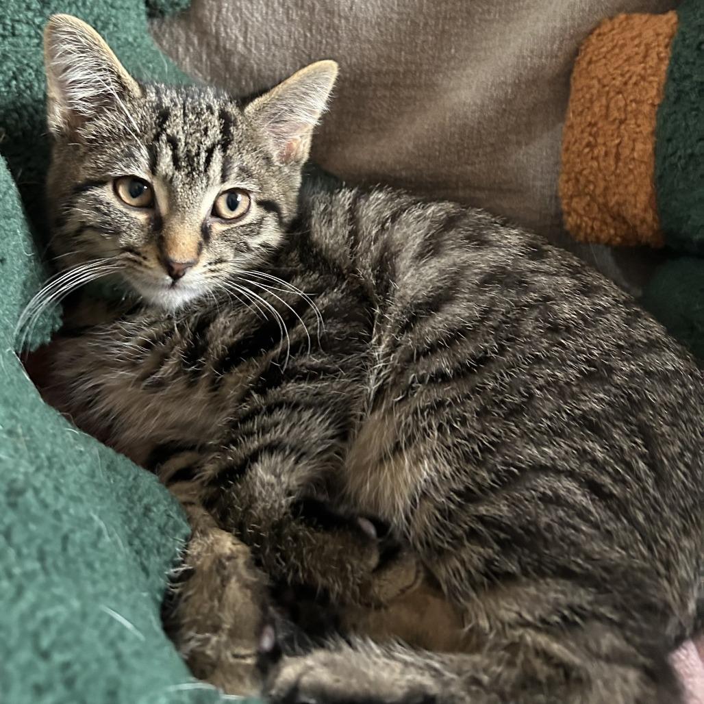 Spruce, Adoptable, Kitten Male Domestic Short Hair.