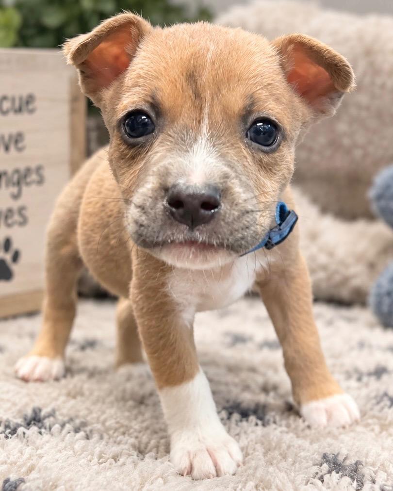Enlarge Cup of Ambition, a Adoptable mixed breed in Reno, NV image 2/4