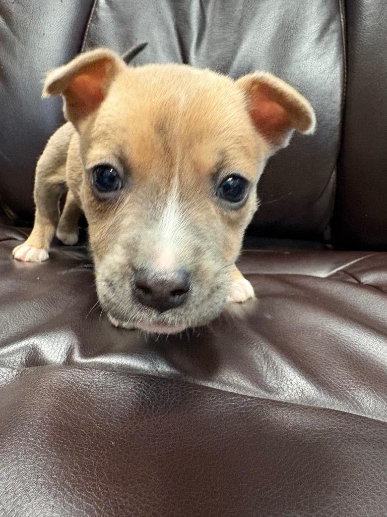 Enlarge Cup of Ambition, a Adoptable mixed breed in Reno, NV image 3/4