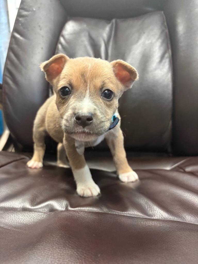 Enlarge Cup of Ambition, a Adoptable mixed breed in Reno, NV image 4/4