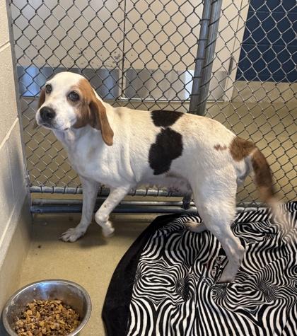 Hubba Bubba, Adoptable, Adult Female Hound & Mixed Breed.