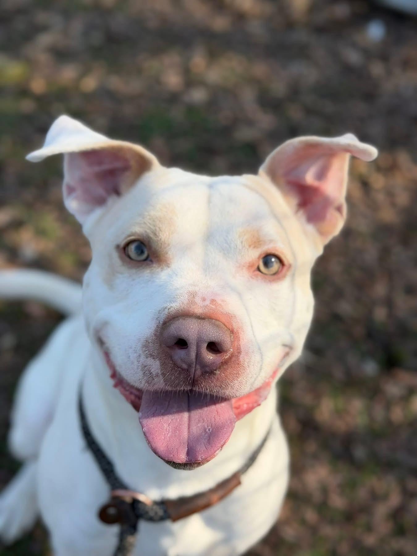 Enlarge Pookie-Poo, a ADOPTABLE mixed breed in Sherman, TX image 1/3