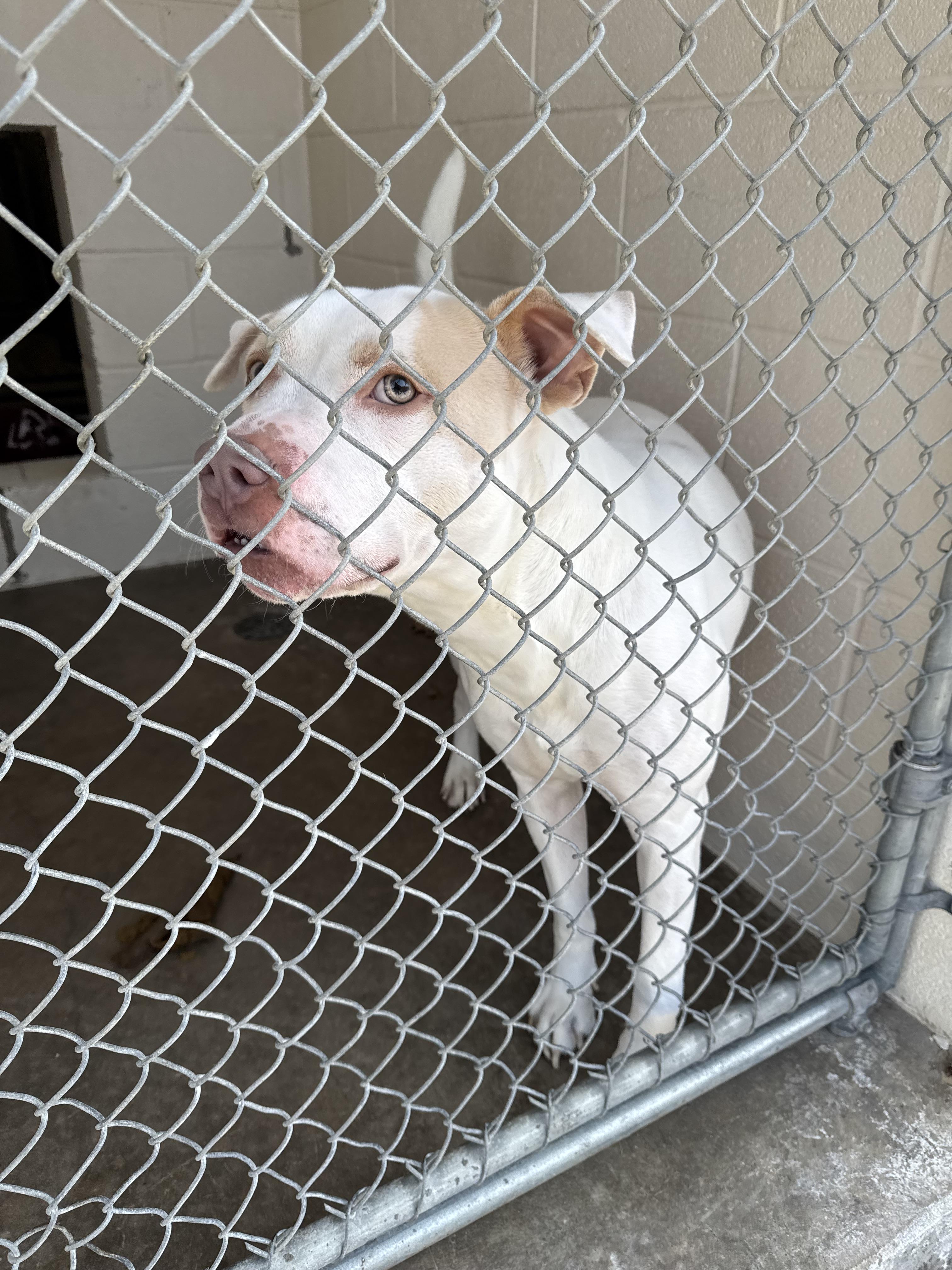 Enlarge Pookie-Poo, a ADOPTABLE mixed breed in Sherman, TX image 3/3