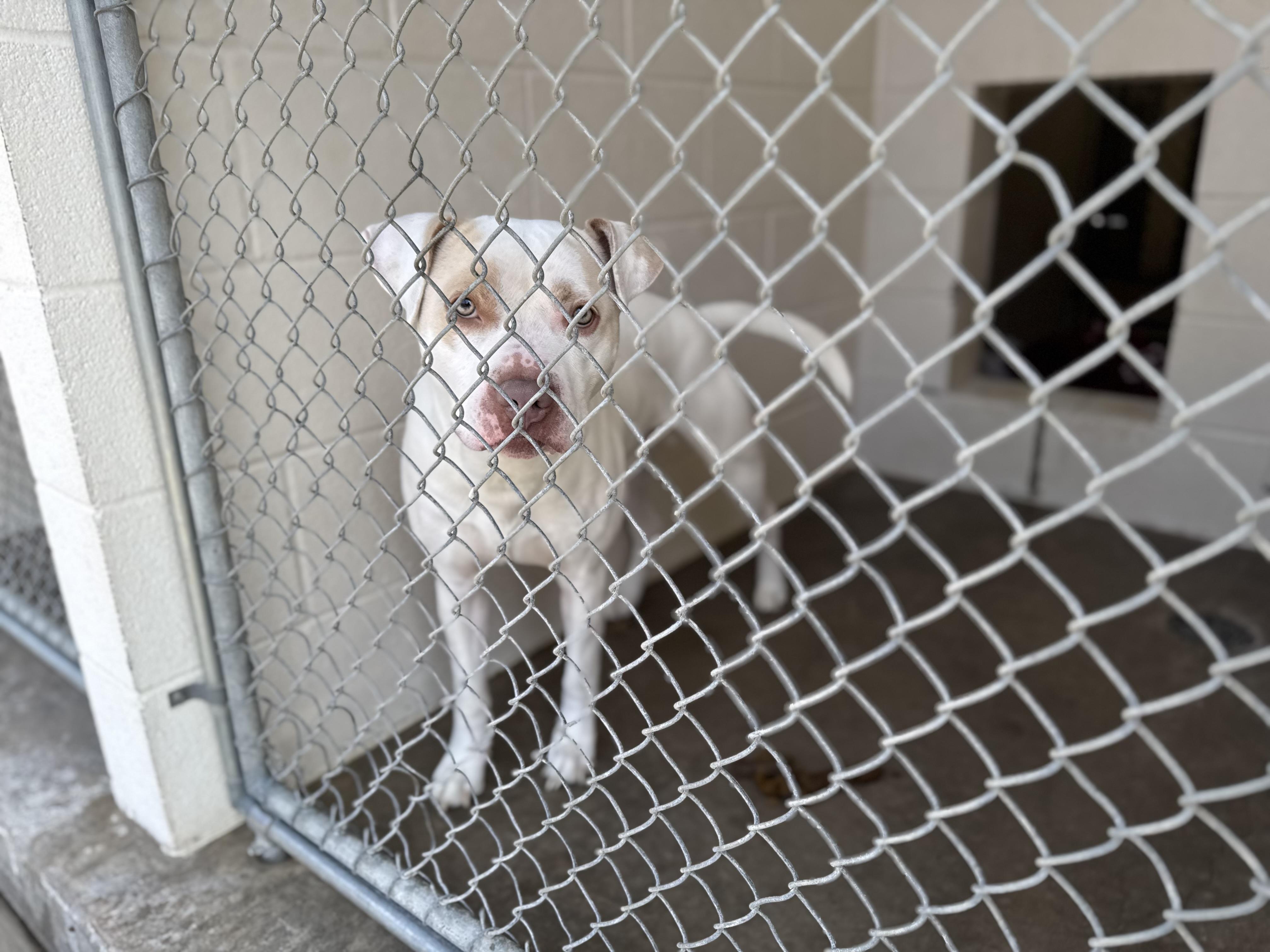 Enlarge Pookie-Poo, a ADOPTABLE mixed breed in Sherman, TX image 2/3