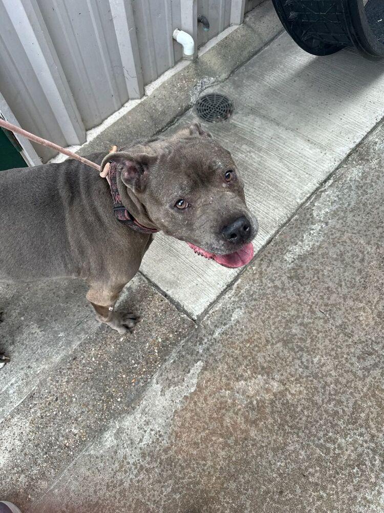 Maggie, Adoptable, Senior Female Mixed Breed.