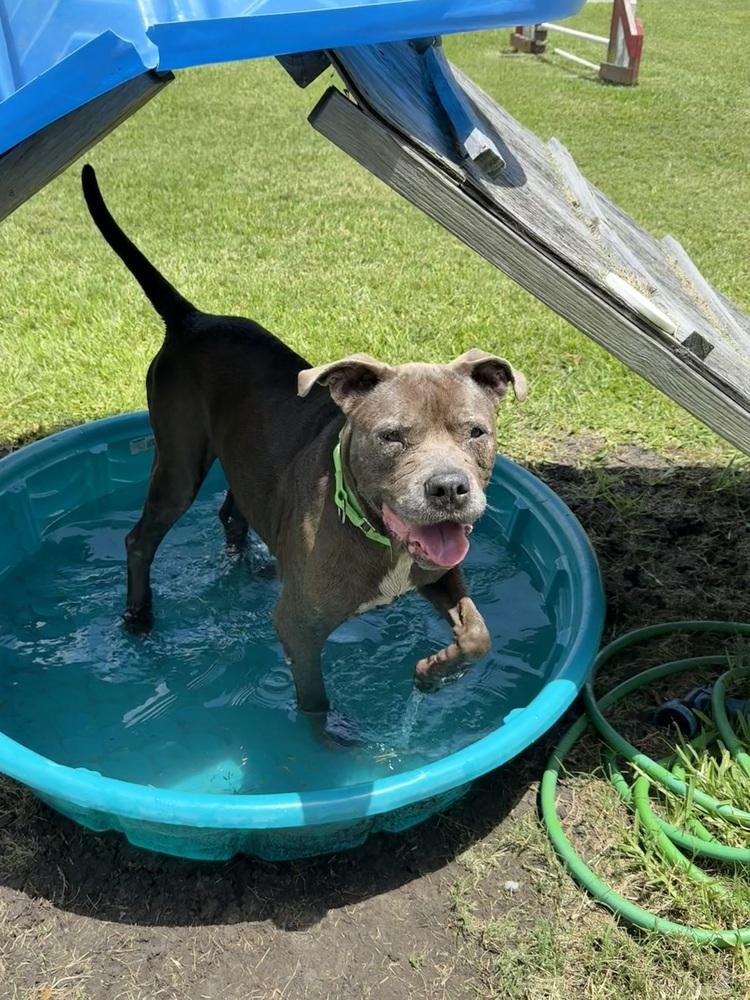 Maggie, Adoptable, Senior Female Mixed Breed.