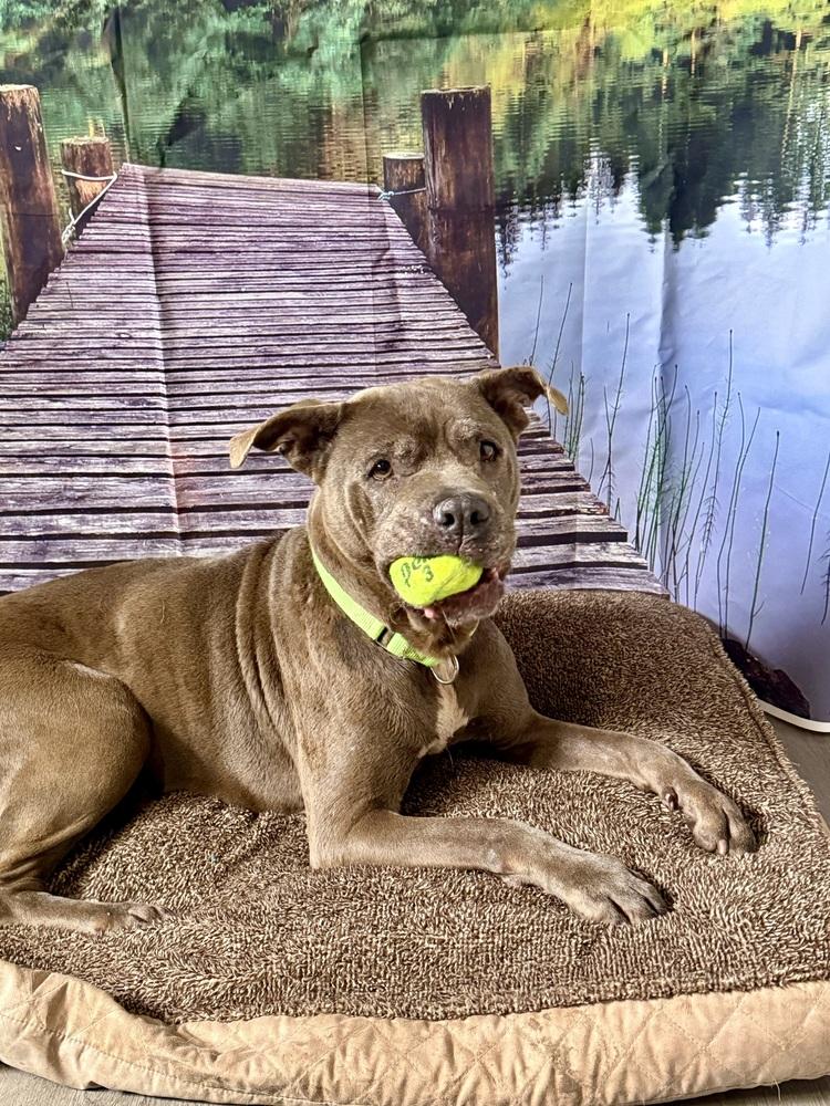 Enlarge Maggie, a Adoptable mixed breed in San Leon, TX image 2/6