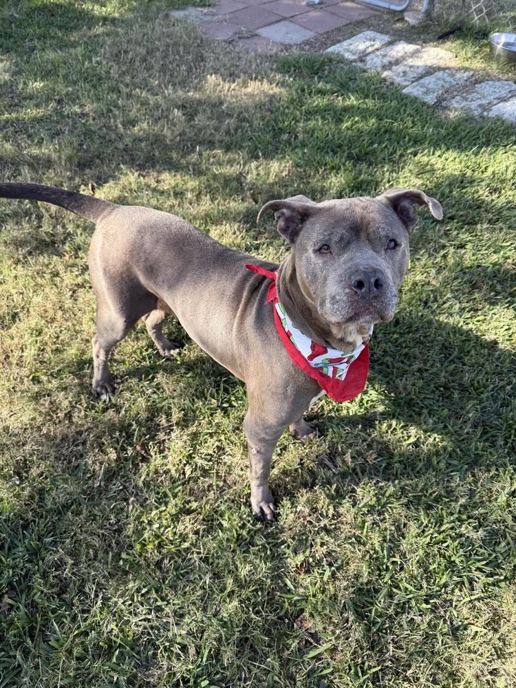 Enlarge Maggie, a Adoptable mixed breed in San Leon, TX image 2/6