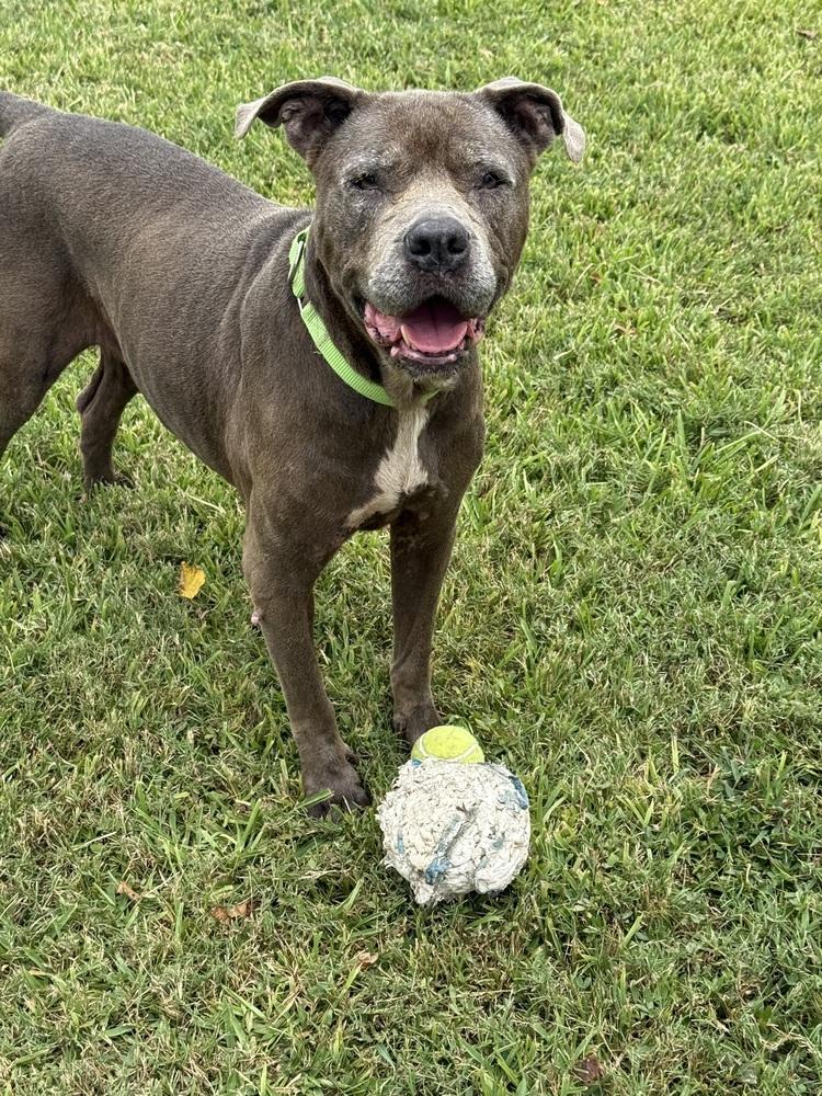 Enlarge Maggie, a Adoptable mixed breed in San Leon, TX image 3/6