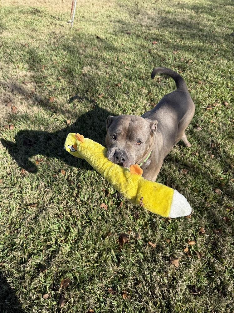 Enlarge Maggie, a Adoptable mixed breed in San Leon, TX image 4/6