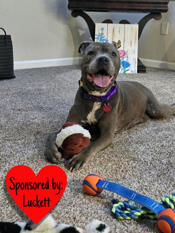 Enlarge Maggie, a Adoptable mixed breed in San Leon, TX image 5/6