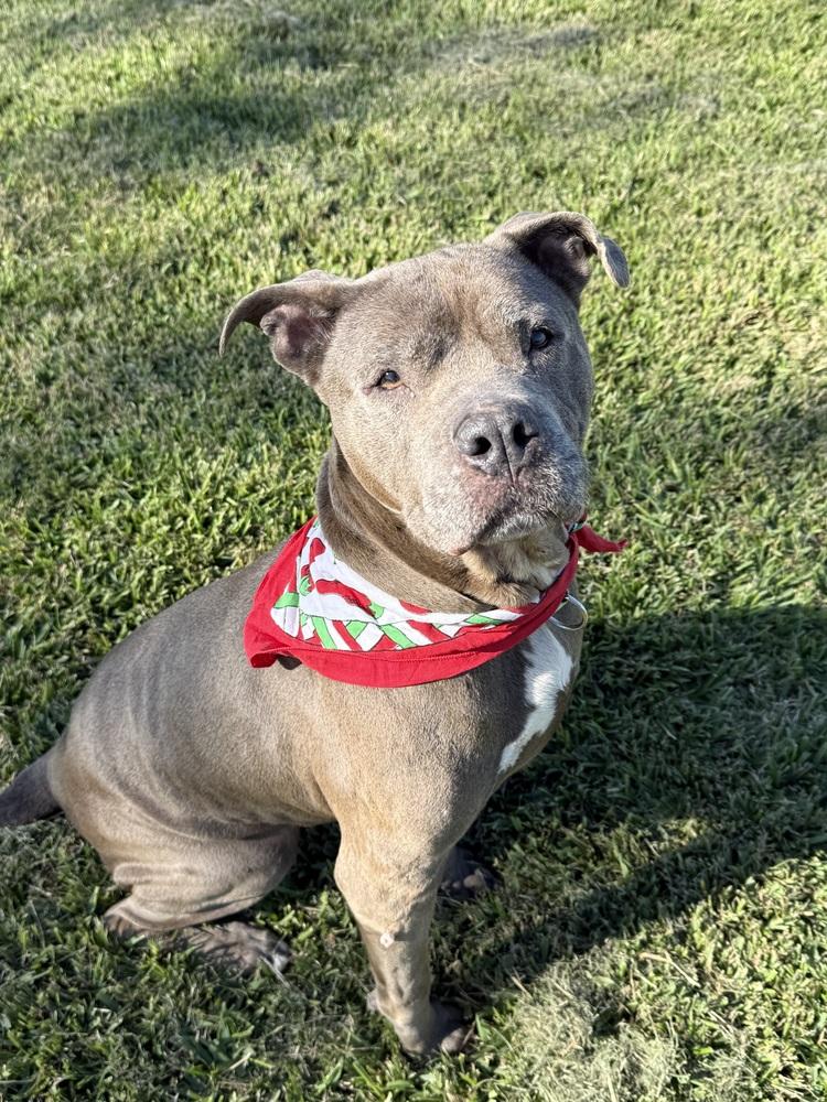 Enlarge Maggie, a Adoptable mixed breed in San Leon, TX image 3/6