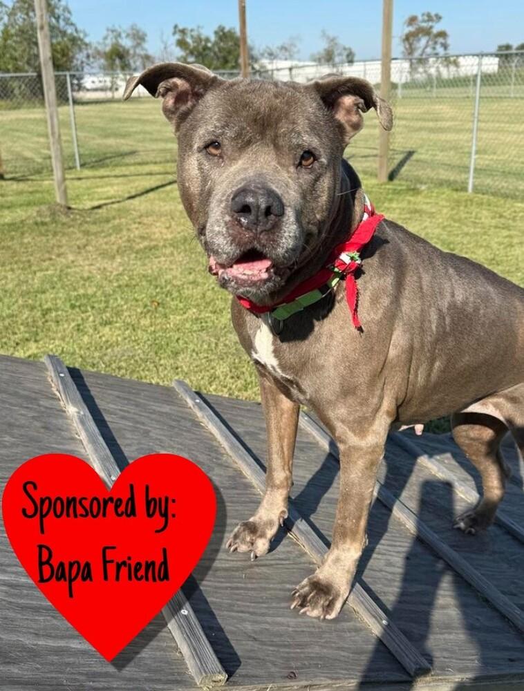 Enlarge Maggie, a Adoptable mixed breed in San Leon, TX image 4/6