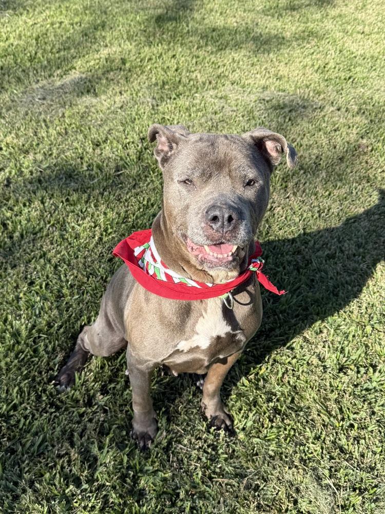 Enlarge Maggie, a Adoptable mixed breed in San Leon, TX image 5/6